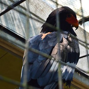 Africa - Bateleur Eagle