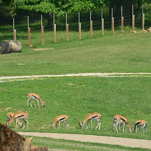 Watani Grasslands - Thompson's Gazelles and Southern White Rhinoceros