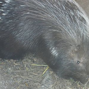 Desert - Cape Porcupine