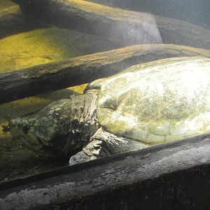 Cypress Swamp - Alligator Snapping Turtle