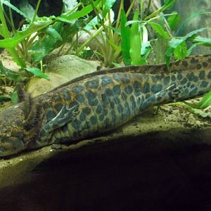 Newly arrived Anderson's Salamander, 10th May 2016