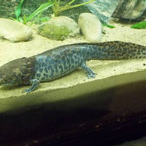 Newly arrived Anderson's Salamander, 10th May 2016