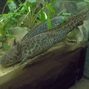 Newly arrived Anderson's Salamanders, 10th May 2016