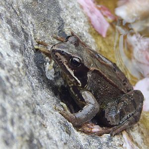 Common Frog