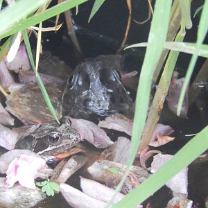 Surely just a common frog?