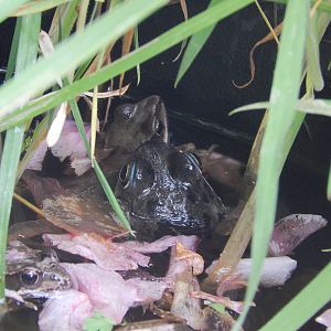 Surely just a common frog?