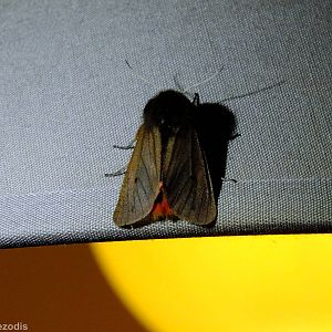 Phragmatobia fuliginosa