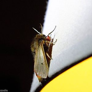 Phragmatobia fuliginosa