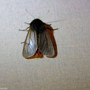 Phragmatobia fuliginosa