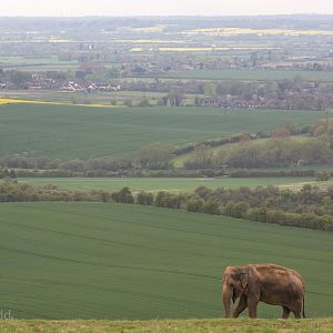 Asian elephant : Whipsnade : 07 May 2016
