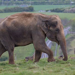 Asian elephant : Whipsnade : 07 May 2016