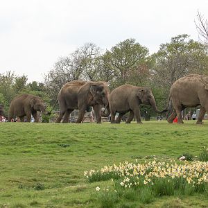 Asian elephant : Whipsnade : 07 May 2016