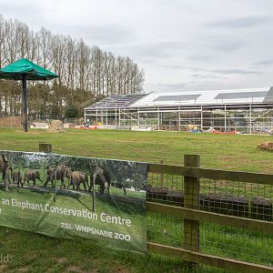 Asian elephant (exhibit) : Whipsnade : 07 May 2016