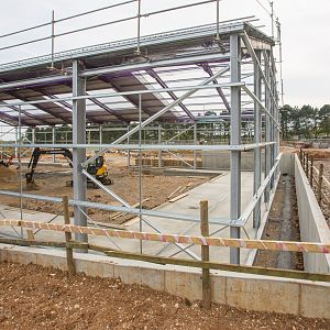 Asian elephant (exhibit) : Whipsnade : 07 May 2016