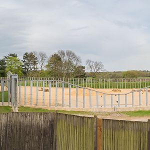 Asian elephant (exhibit) : Whipsnade : 07 May 2016