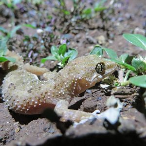 Brooke's house gecko
