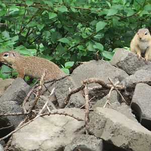 Unstriped ground squirrel