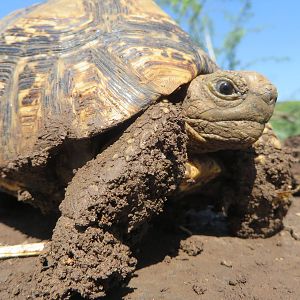 Leopard tortoise