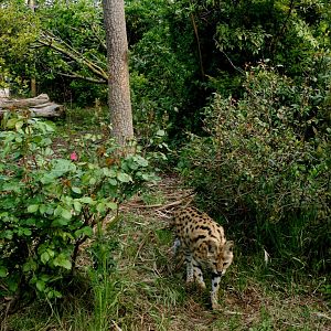 New serval exhibit