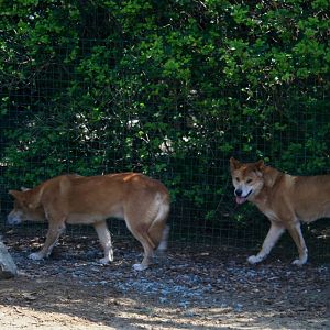 dingoes