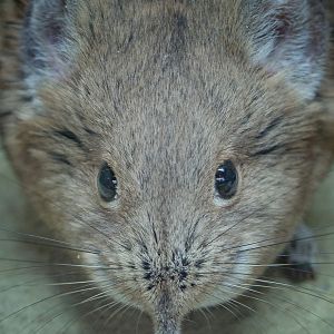 Round-eared elephant shrew : Chester Zoo : 23 Apr 2016