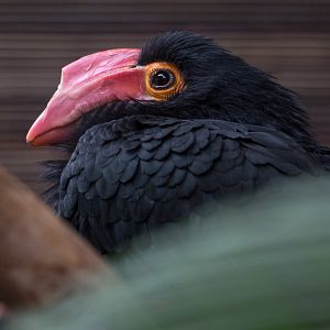 Writhed hornbill : Chester Zoo : 23 Apr 2016