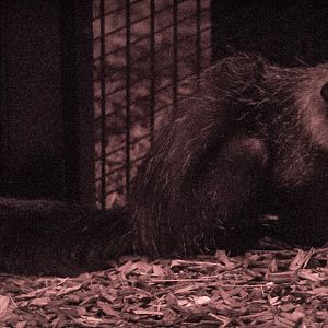 Aye-aye : Chester Zoo : 23 Apr 2016