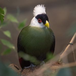 White-crested turaco : Chester Zoo : 23 Apr 2016