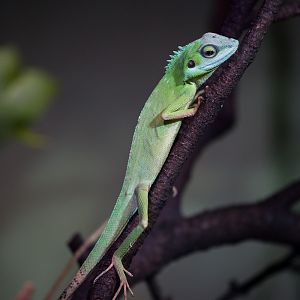 Green crested lizard : Chester Zoo : 23 Apr 2016