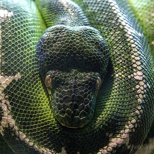 Emerald tree boa : Chester Zoo : 23 Apr 2016