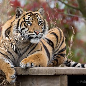 Sumatran tiger : Chester Zoo : 24 Apr 2016