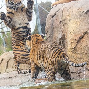 Sumatran tiger : Chester Zoo : 24 Apr 2016