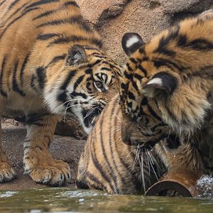 Sumatran tiger : Chester Zoo : 24 Apr 2016