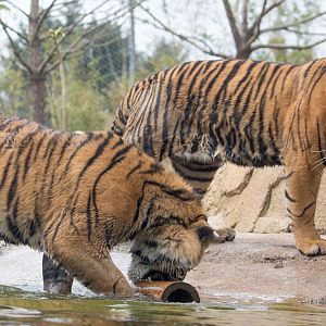 Sumatran tiger : Chester Zoo : 24 Apr 2016