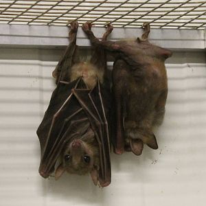 Egyptian fruit bats