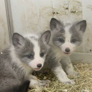 Young Polar foxes