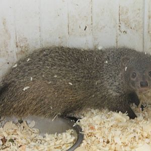 Egyptian mongoose