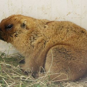 Bobak marmot