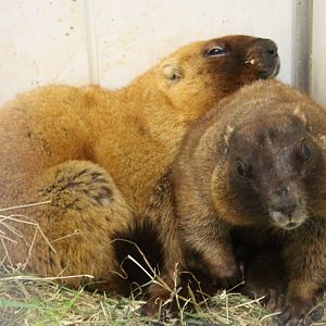 Marmots ID