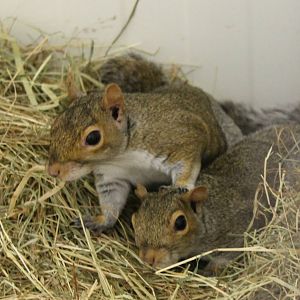 Squirrels ID