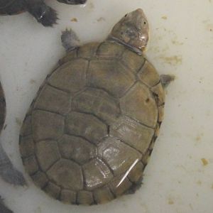 Turtle ID