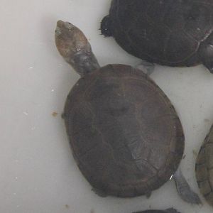 Turtle ID
