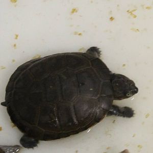 Turtle ID