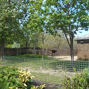 Female Okapi paddock - 8th May 2016
