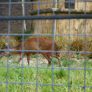Male Red Duiker - 8th May 2016