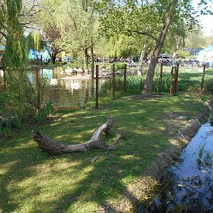 Reeve's Muntjac enclosure - 8th May 2016