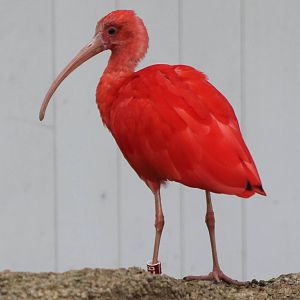 Scarlet ibis