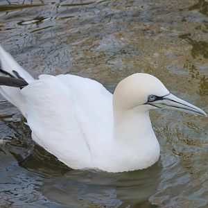 European gannet
