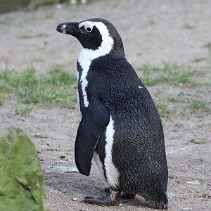 African penguin