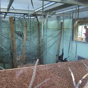 View inside Gibbon Forest